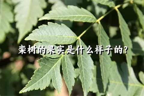 栾树的果实是什么样子的？