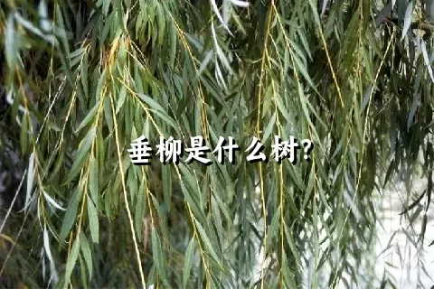 垂柳是什么树？