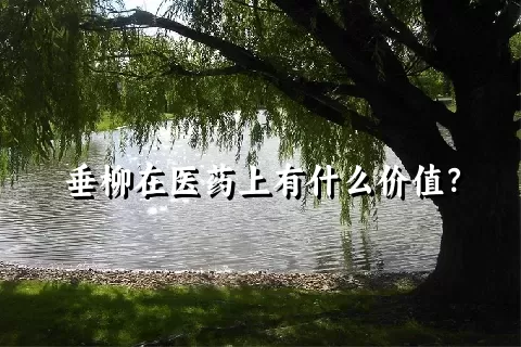 垂柳在医药上有什么价值？