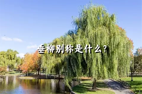 垂柳别称是什么？