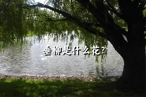 垂柳是什么花？