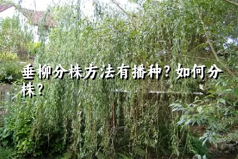 垂柳分株方法有播种？如何分株？