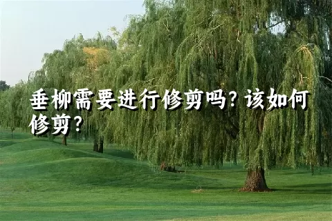 垂柳需要进行修剪吗？该如何修剪？