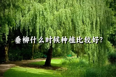 垂柳什么时候种植比较好？