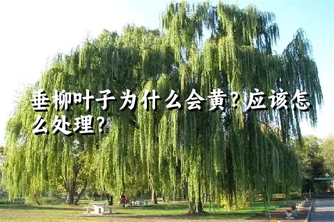 垂柳叶子为什么会黄？应该怎么处理？