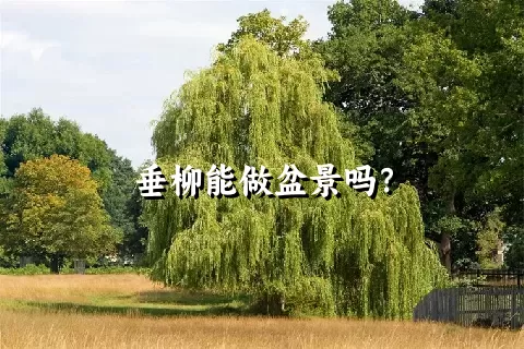 垂柳能做盆景吗？