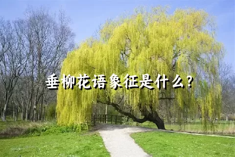 垂柳花语象征是什么？