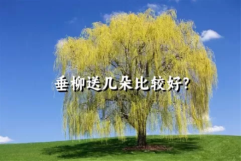 垂柳送几朵比较好？