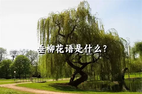 垂柳花语是什么？