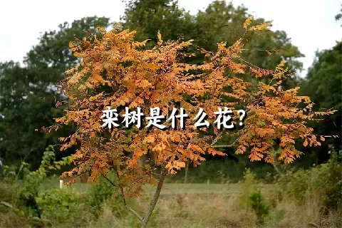 栾树是什么花？