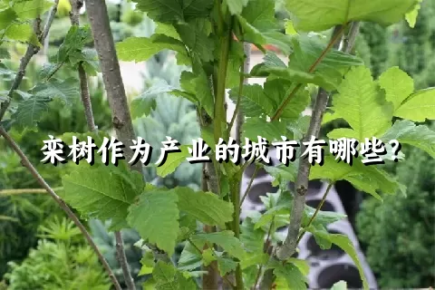 栾树作为产业的城市有哪些？