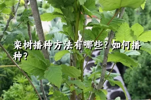 栾树播种方法有哪些？如何播种？