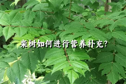 栾树如何进行营养补充？