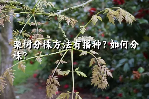 栾树分株方法有播种？如何分株？