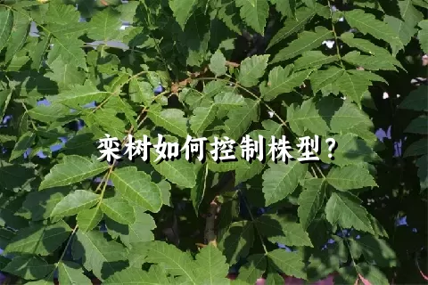 栾树如何控制株型？