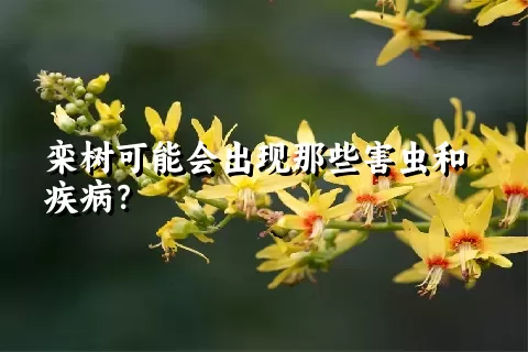 栾树可能会出现那些害虫和疾病？