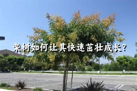 栾树如何让其快速茁壮成长？