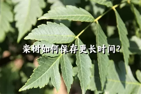 栾树如何保存更长时间？