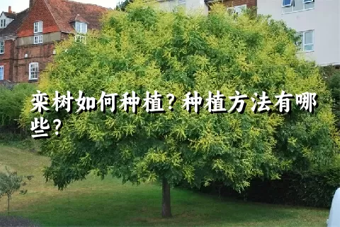 栾树如何种植？种植方法有哪些？