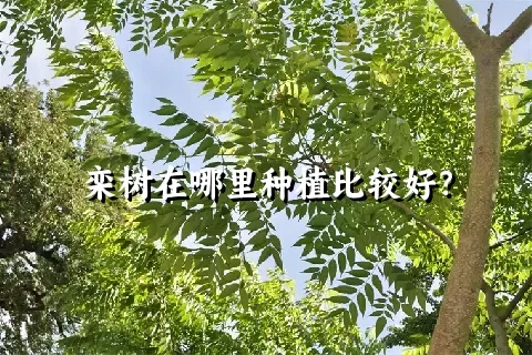 栾树在哪里种植比较好？