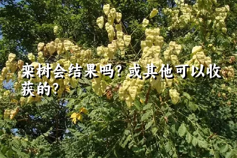 栾树会结果吗？或其他可以收获的？