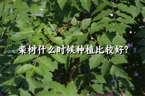 栾树什么时候种植比较好？