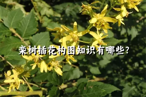 栾树插花构图知识有哪些？