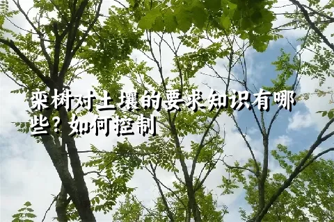 栾树对土壤的要求知识有哪些？如何控制