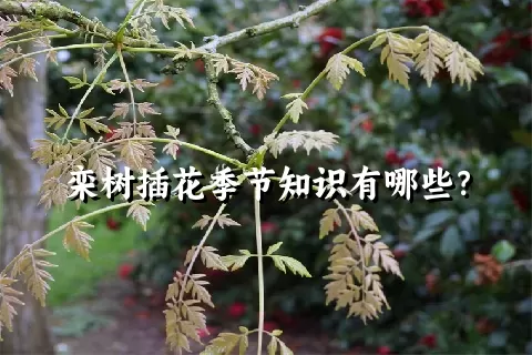 栾树插花季节知识有哪些？