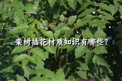 栾树插花材质知识有哪些？