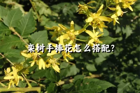 栾树手捧花怎么搭配？