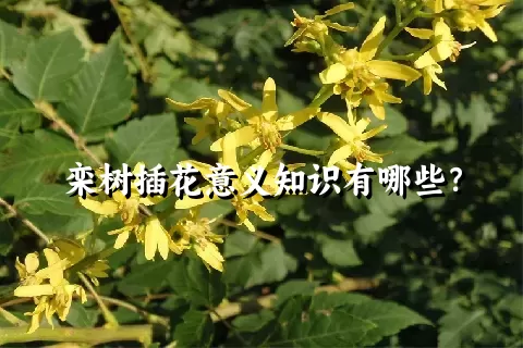 栾树插花意义知识有哪些？