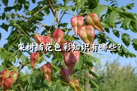 栾树插花色彩知识有哪些？