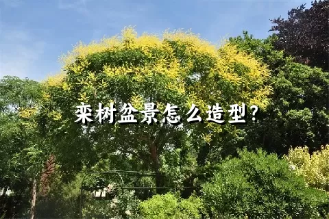 栾树盆景怎么造型？