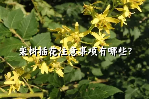 栾树插花注意事项有哪些？