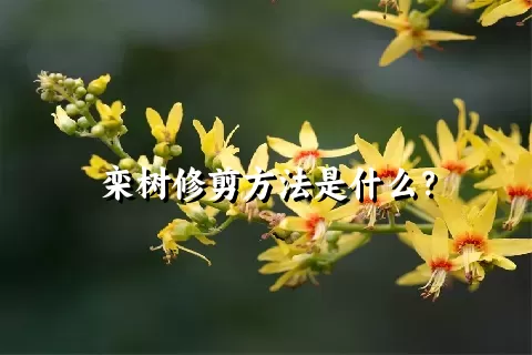 栾树修剪方法是什么？