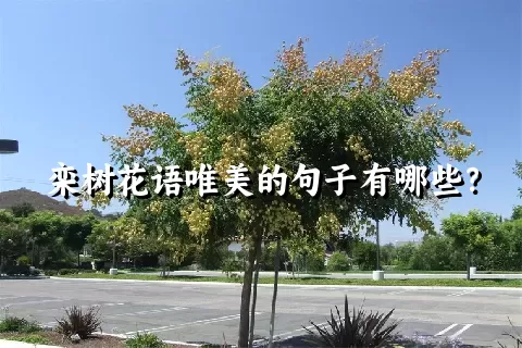 栾树花语唯美的句子有哪些？