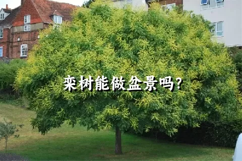 栾树能做盆景吗？