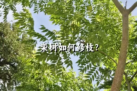 栾树如何修枝？