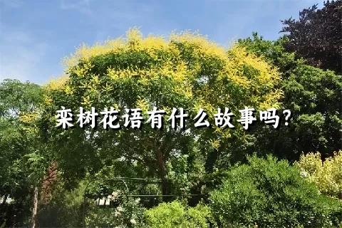 栾树花语有什么故事吗？