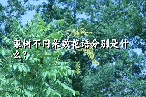 栾树不同朵数花语分别是什么？