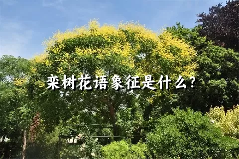 栾树花语象征是什么？