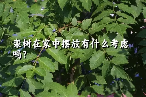 栾树在家中摆放有什么考虑吗？