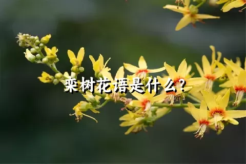 栾树花语是什么？