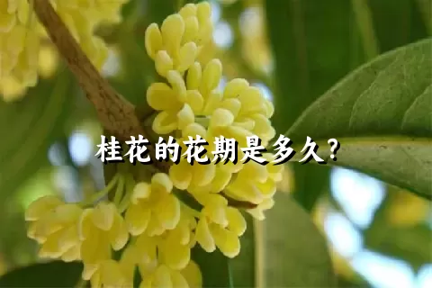 桂花的花期是多久？