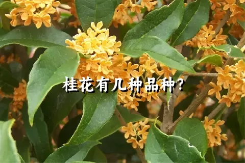 桂花有几种品种？