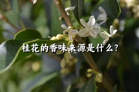 桂花的香味来源是什么？