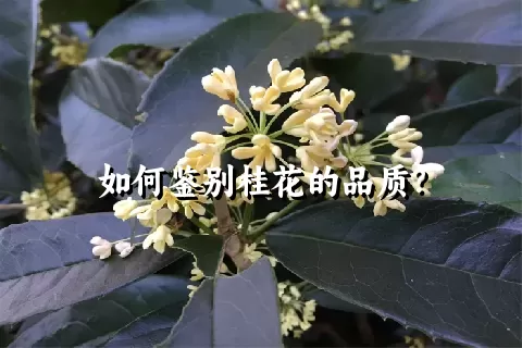 如何鉴别桂花的品质？