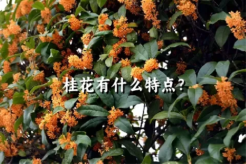 桂花有什么特点？