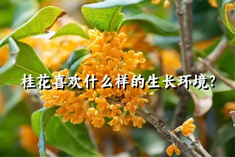 桂花喜欢什么样的生长环境？